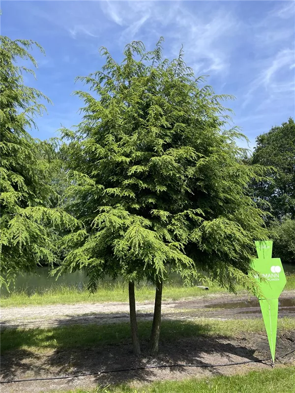 Tsuga canadensis