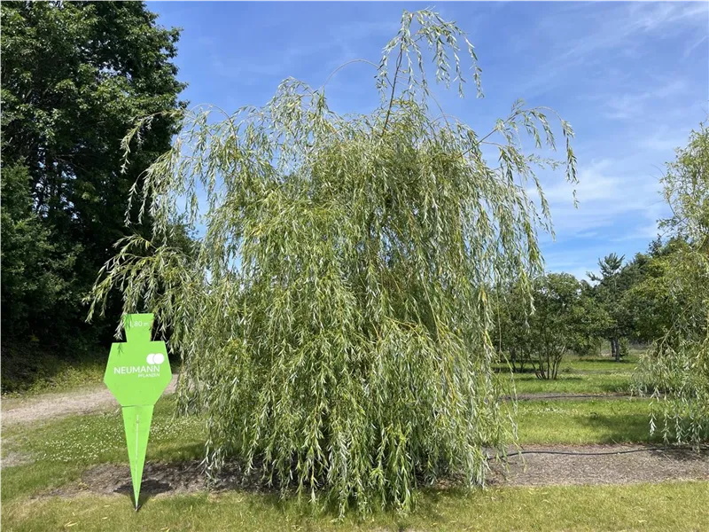 Salix alba 'Tristis'