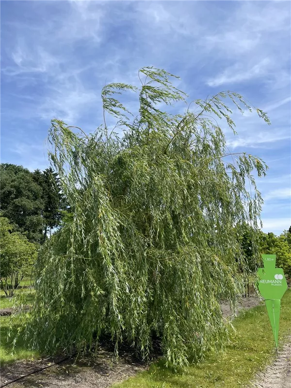 Salix alba 'Tristis'