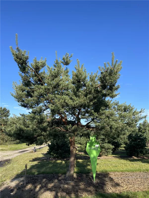 Pinus sylvestris