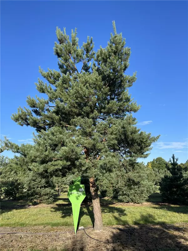 Pinus sylvestris