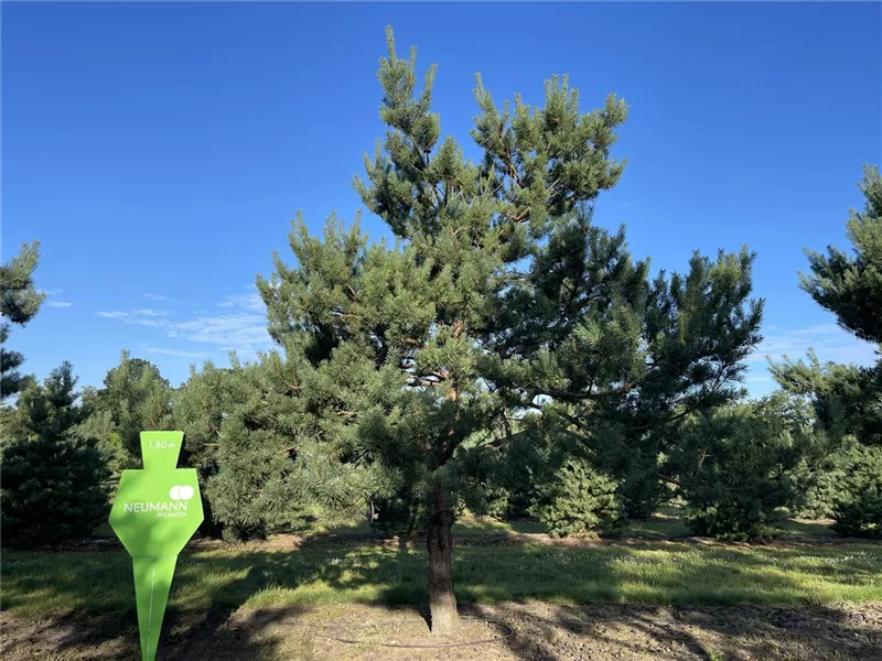 Pinus sylvestris