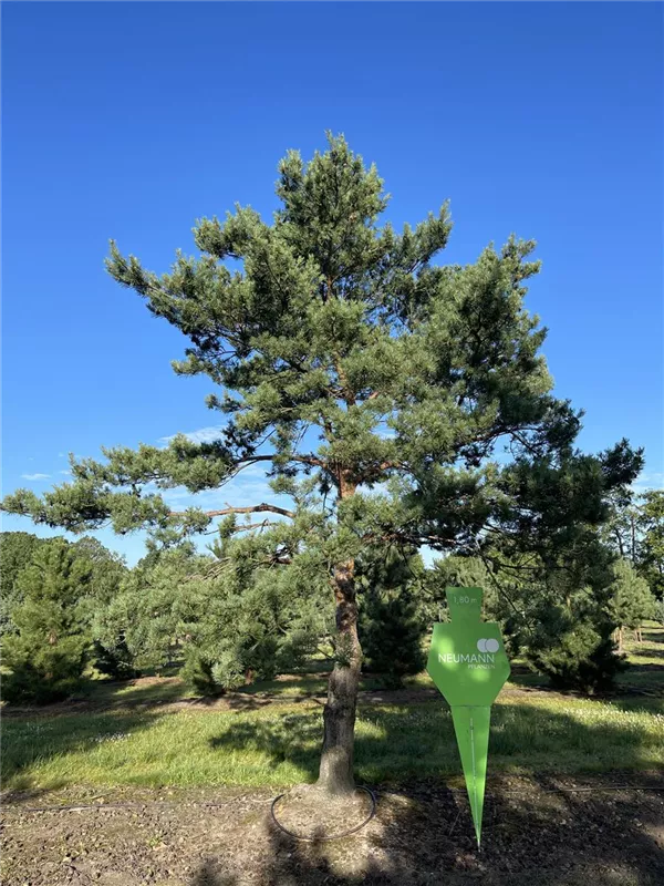 Pinus sylvestris