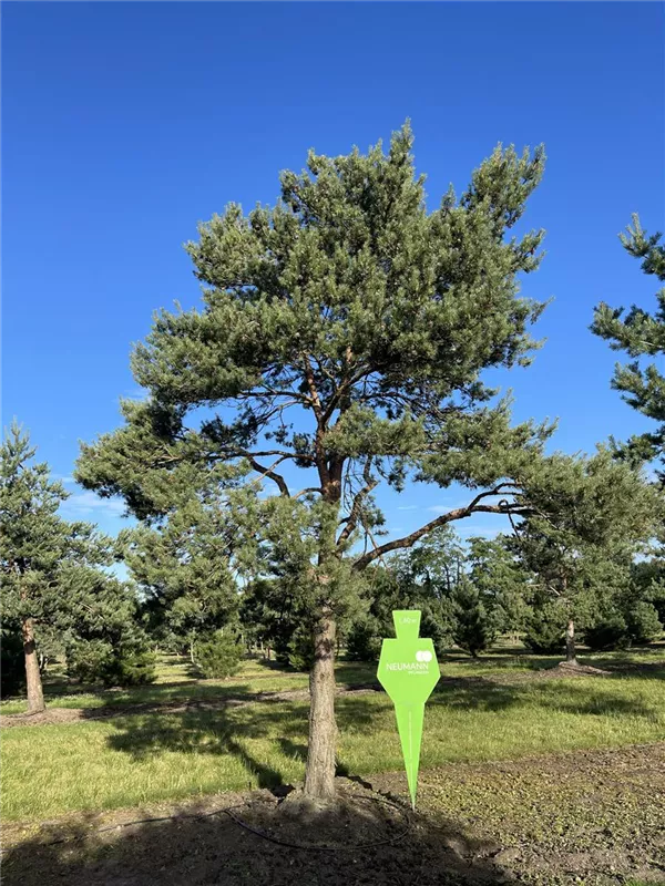 Pinus sylvestris