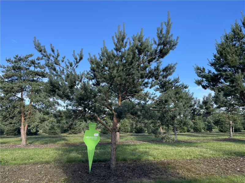 Pinus sylvestris