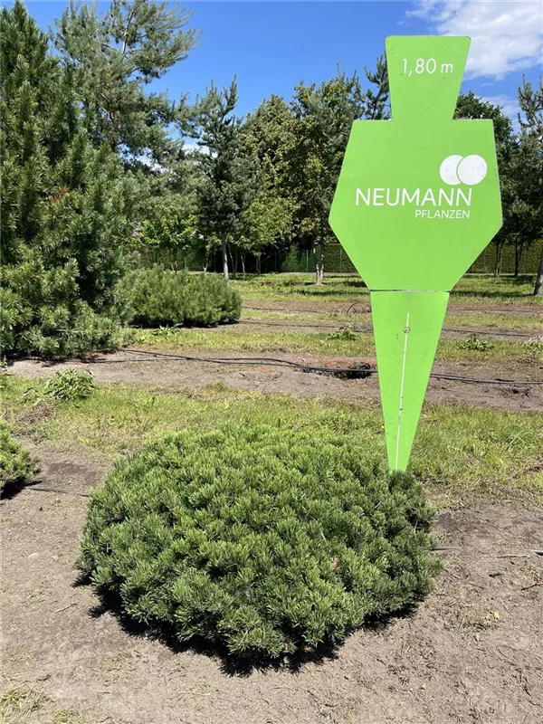Pinus mugo pumilio