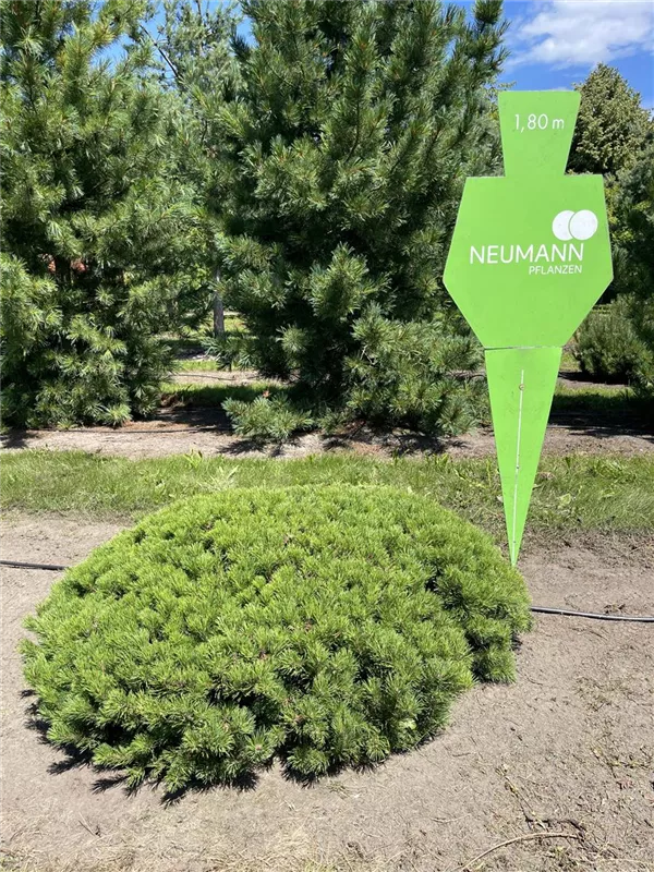 Pinus mugo pumilio