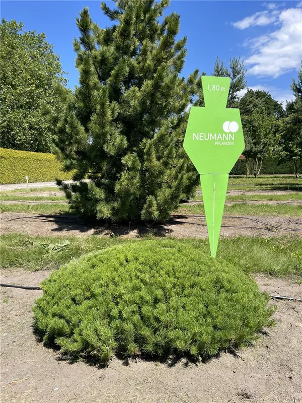 Pinus mugo pumilio