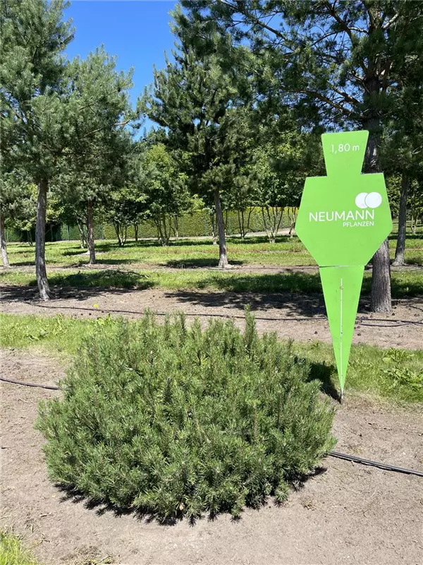 Pinus mugo mughus