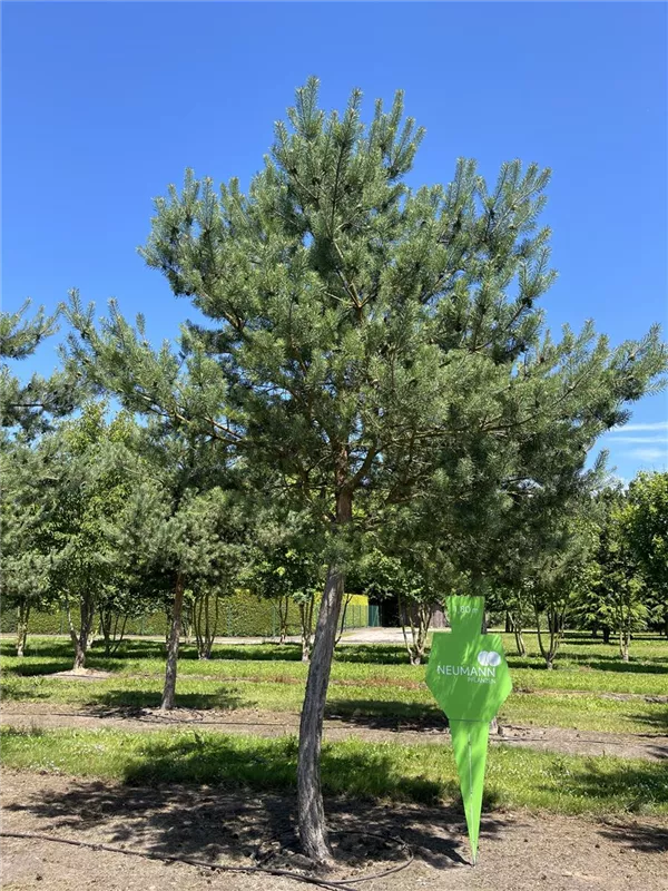 Pinus sylvestris