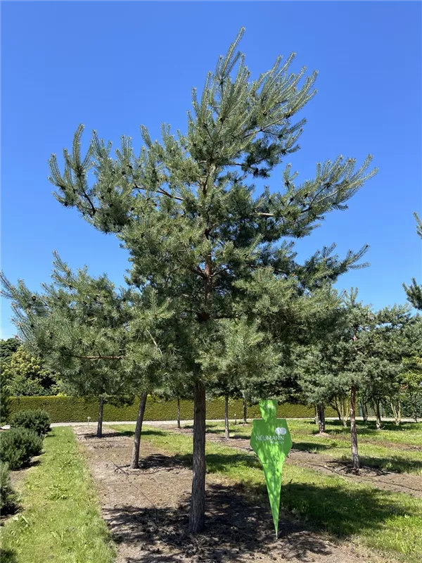 Pinus sylvestris