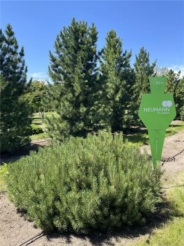 Pinus mugo mughus