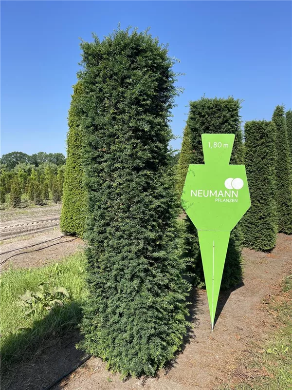 Taxus baccata 'Höpken's Gigant'