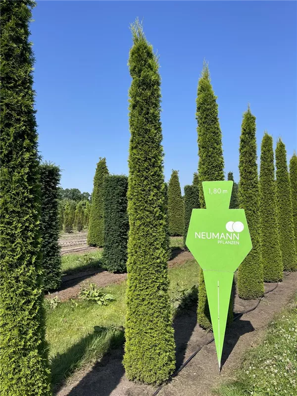 Thuja occidentalis 'Smaragd'