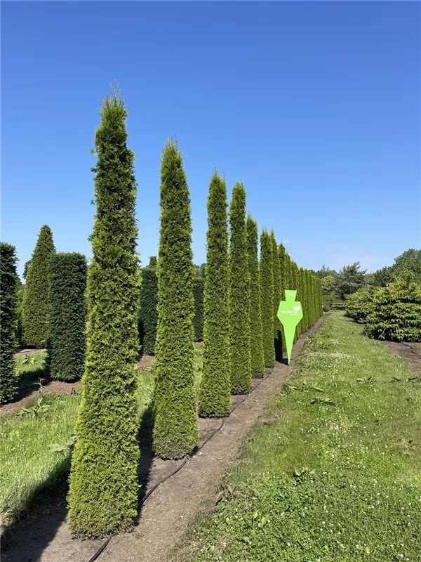 Thuja occidentalis 'Smaragd'