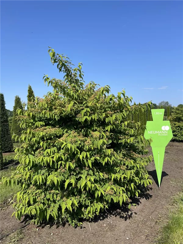 Viburnum plicatum tomentosum