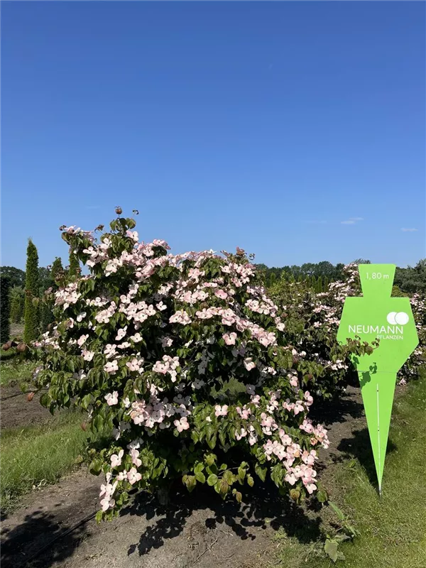 Cornus kousa 'Satomi'