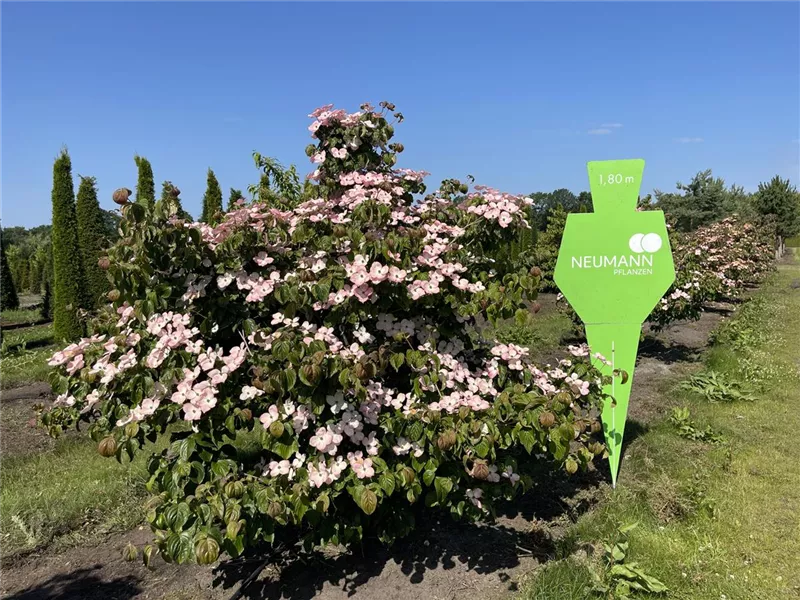 Cornus kousa 'Satomi'
