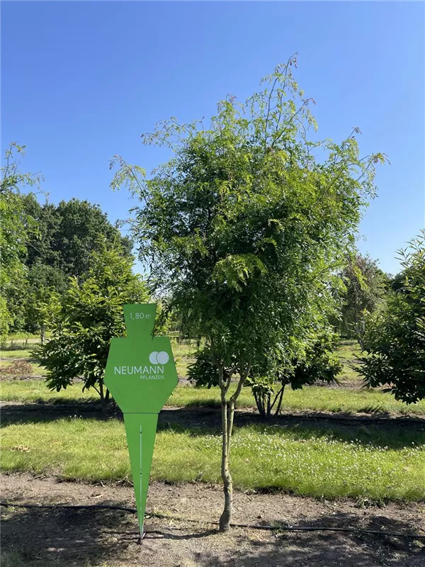 Gleditsia triacanthos 'Skyline'