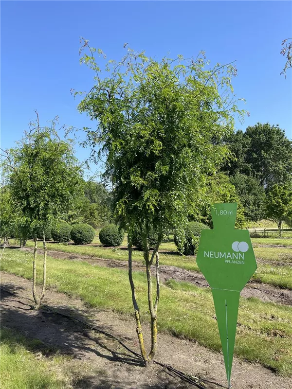Gleditsia triacanthos 'Skyline'