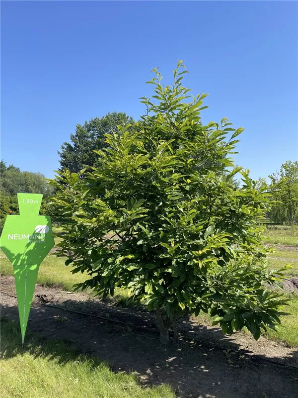 Castanea sativa
