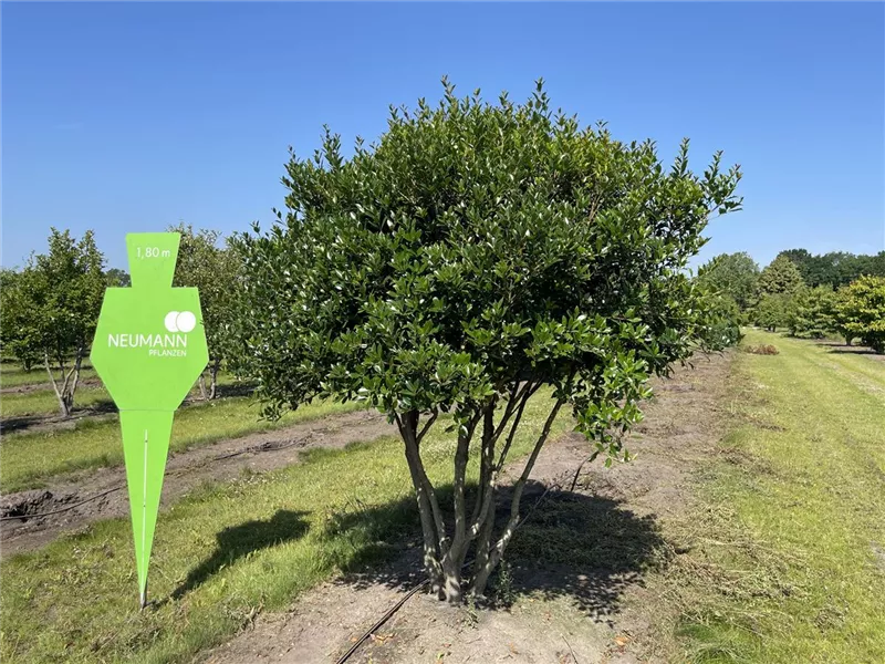 Osmanthus heterophyllus