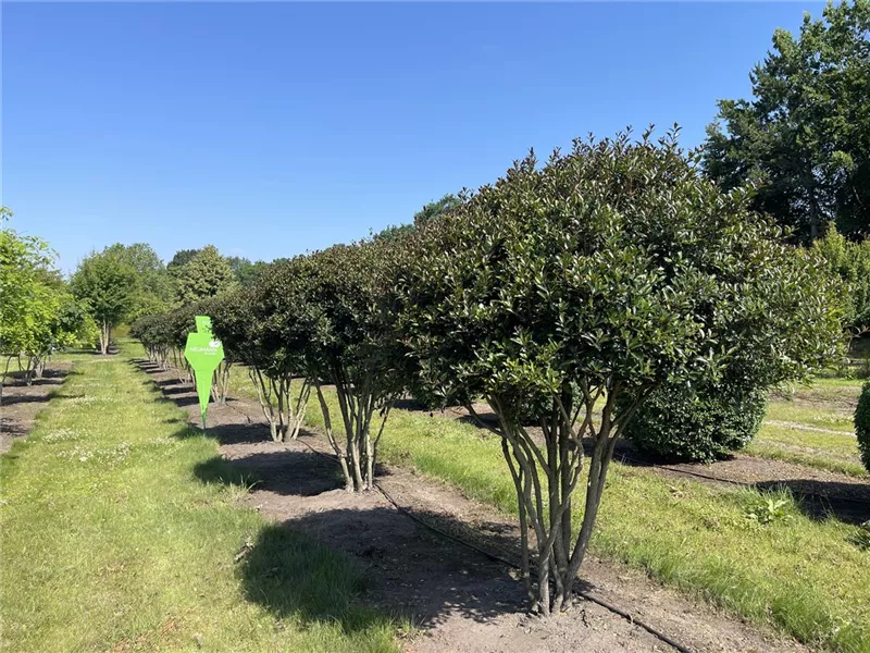 Osmanthus heterophyllus 'Purpureus'