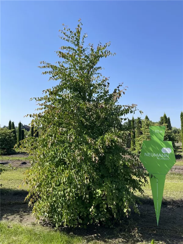 Cercidiphyllum japonicum