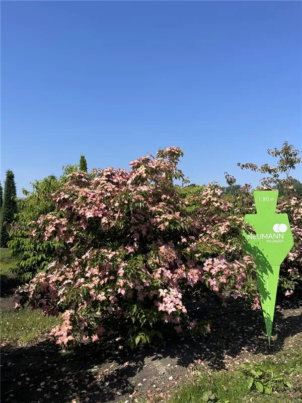 Cornus kousa 'Satomi'