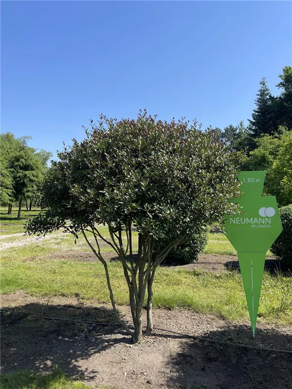 Osmanthus heterophyllus 'Purpureus'