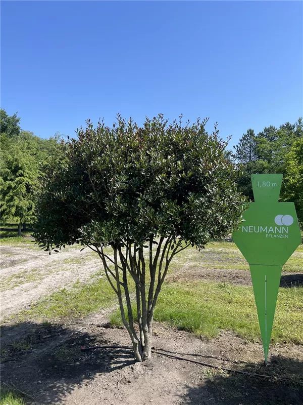 Osmanthus heterophyllus 'Purpureus'