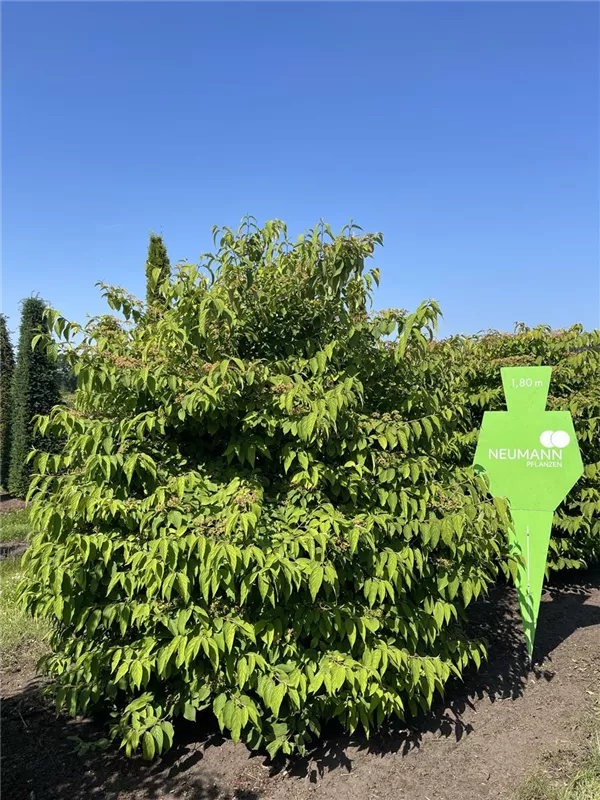 Viburnum plicatum tomentosum