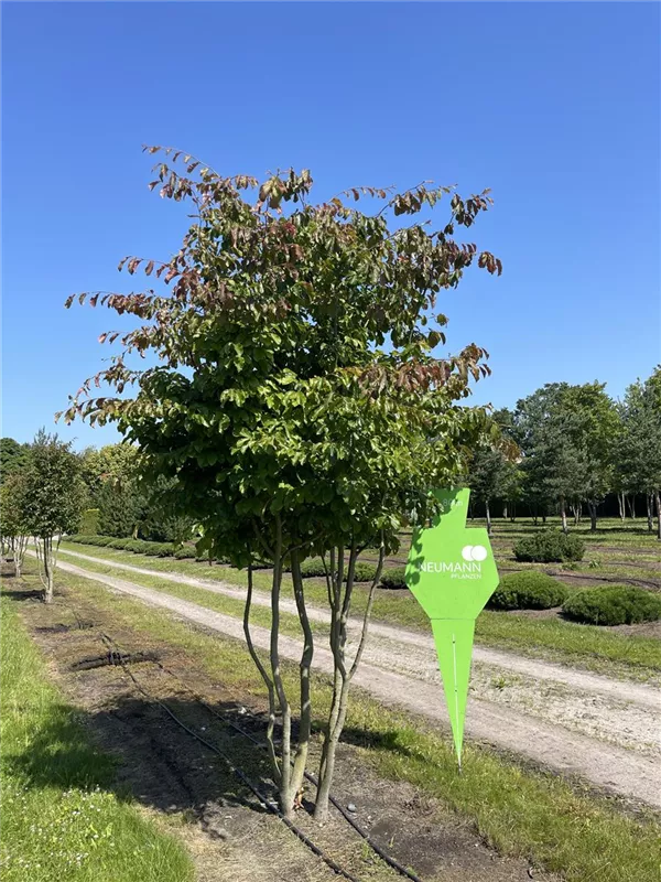 Parrotia persica
