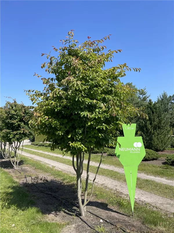Parrotia persica