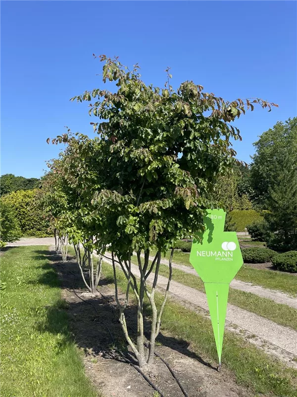 Parrotia persica