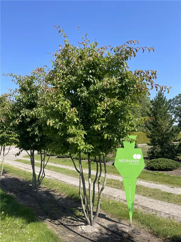 Parrotia persica