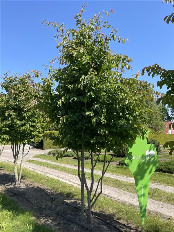 Parrotia persica