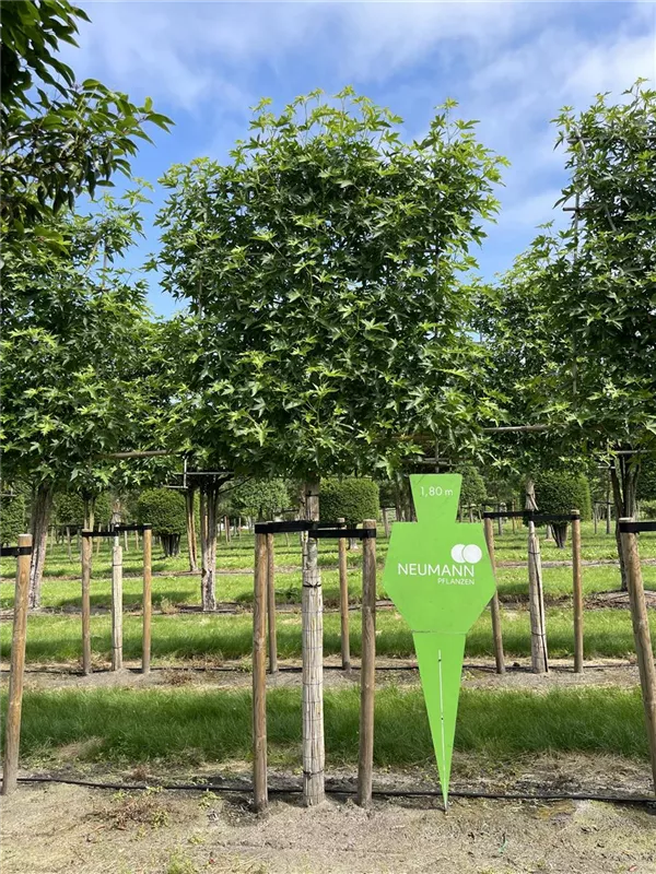 Liquidambar styraciflua 'Worplesdon'