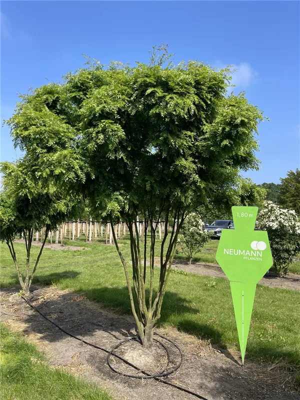 Gleditsia triacanthos 'Elegantissima'