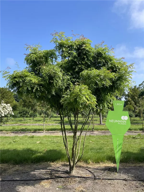 Gleditsia triacanthos 'Elegantissima'
