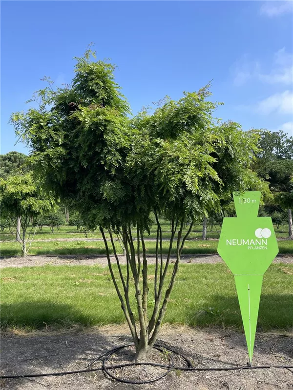 Gleditsia triacanthos 'Elegantissima'