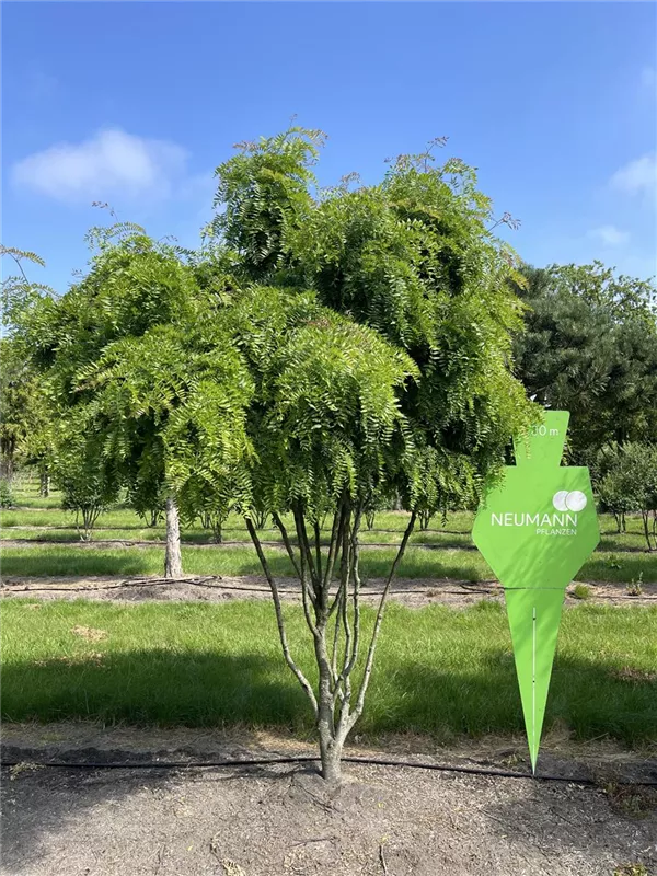 Gleditsia triacanthos 'Elegantissima'