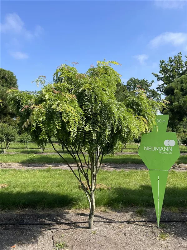 Gleditsia triacanthos 'Elegantissima'