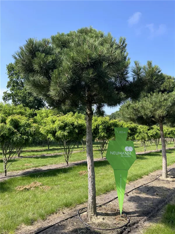 Pinus nigra ssp.nigra