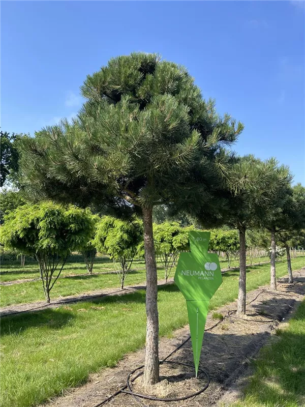 Pinus nigra ssp.nigra