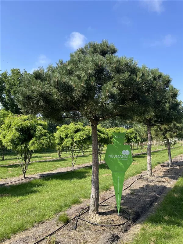 Pinus nigra ssp.nigra
