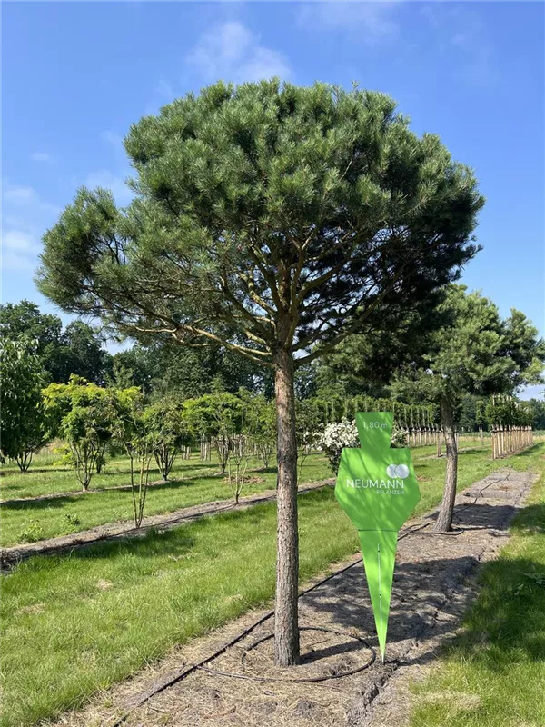 Pinus sylvestris
