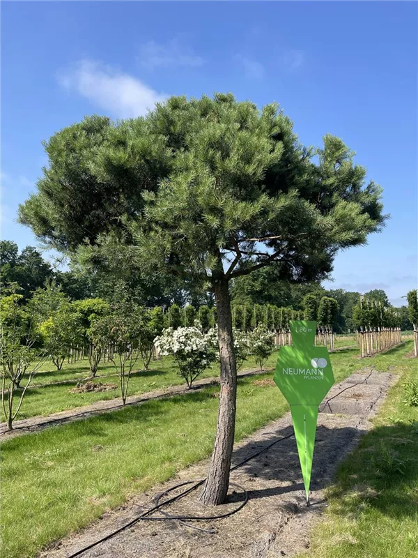 Pinus sylvestris