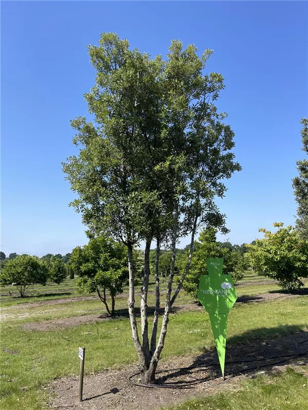 Quercus ilex