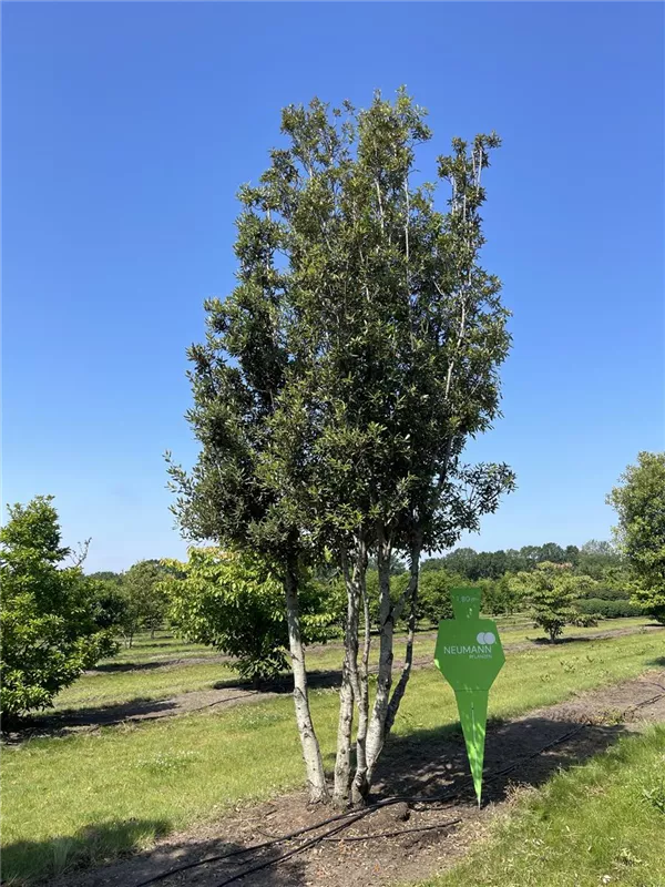 Quercus ilex